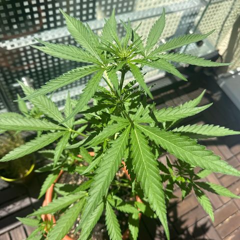 Amnesia Haze Auto growlog timeline photo