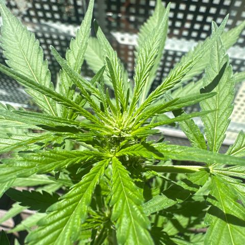 Amnesia Haze Auto growlog timeline photo