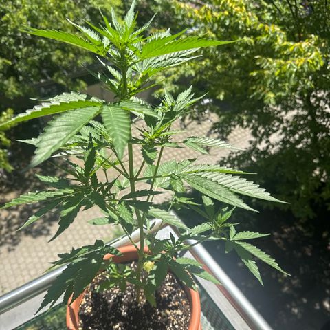 Super Auto Lemon Haze A growlog timeline photo