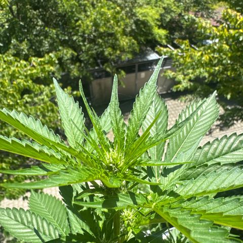 Super Auto Lemon Haze A growlog timeline photo