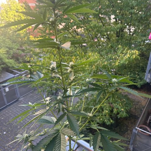 Super Auto Lemon Haze A growlog timeline photo