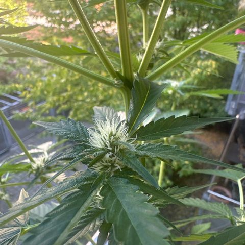 Super Auto Lemon Haze A growlog timeline photo