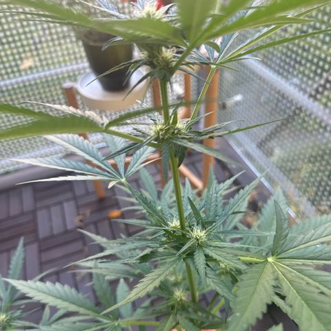 Amnesia Haze Auto growlog timeline photo