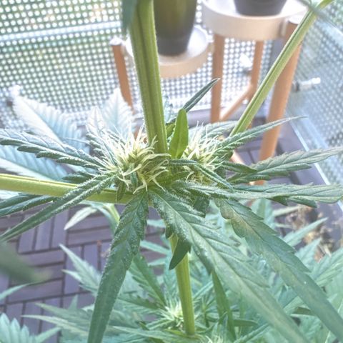 Amnesia Haze Auto growlog timeline photo