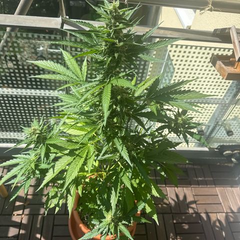 Super Auto Lemon Haze A growlog timeline photo