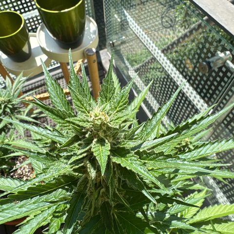 Super Auto Lemon Haze A growlog timeline photo