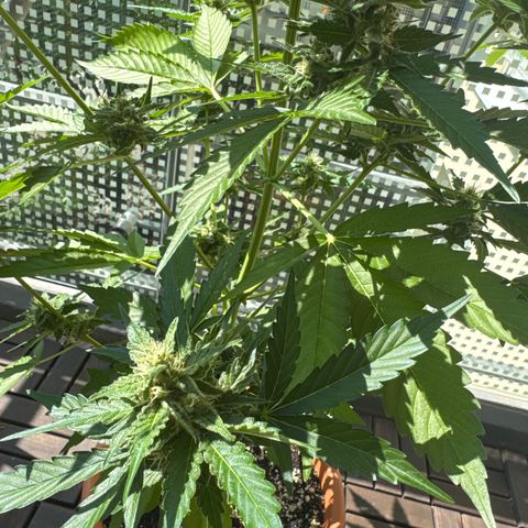 Super Auto Lemon Haze A growlog timeline photo