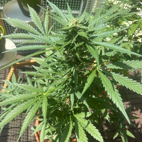 Amnesia Haze Auto growlog timeline photo