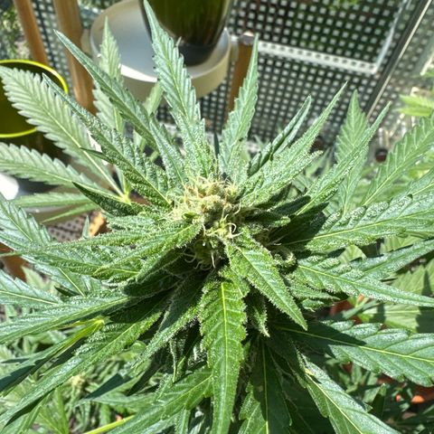 Amnesia Haze Auto growlog timeline photo