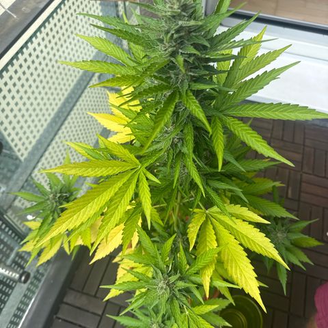Super Auto Lemon Haze A growlog timeline photo