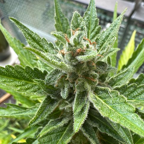 Super Auto Lemon Haze A growlog timeline photo