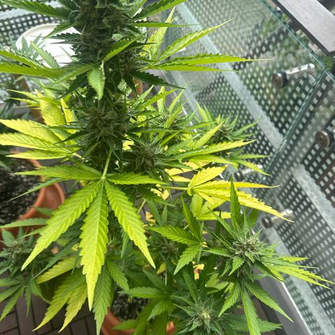 Super Auto Lemon Haze A growlog timeline photo