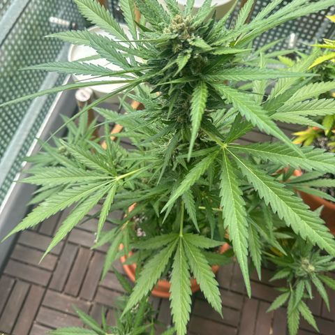 Amnesia Haze Auto growlog timeline photo