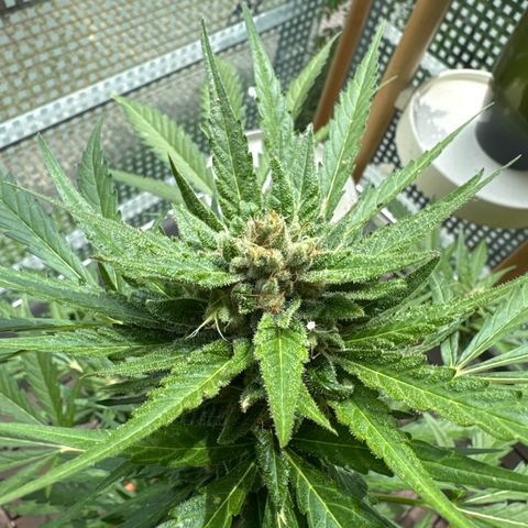 Amnesia Haze Auto growlog timeline photo