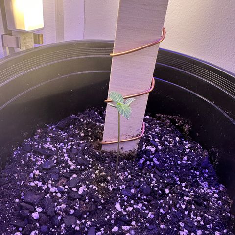 Godzilla Cookies II growlog timeline photo