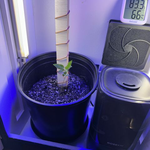 Godzilla Cookies II growlog timeline photo