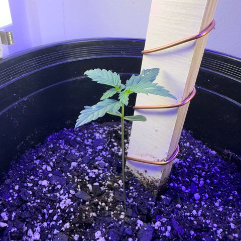 Godzilla Cookies II growlog timeline photo
