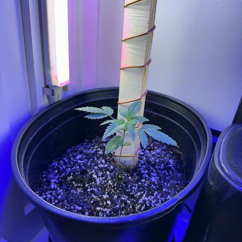 Godzilla Cookies II growlog timeline photo
