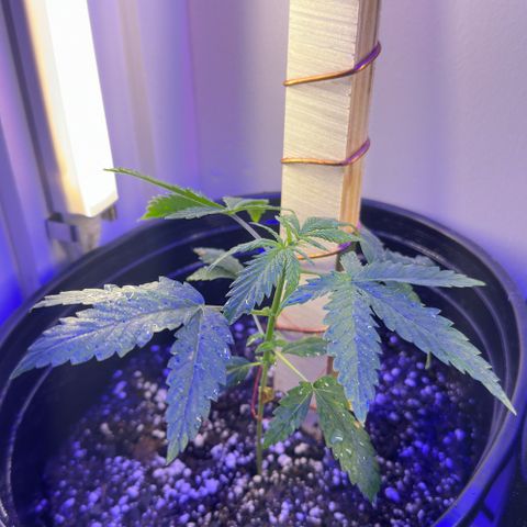 Godzilla Cookies II growlog timeline photo