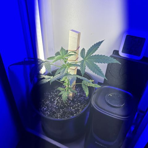 Godzilla Cookies II growlog timeline photo