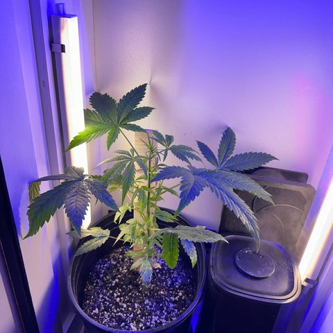 Godzilla Cookies II growlog timeline photo
