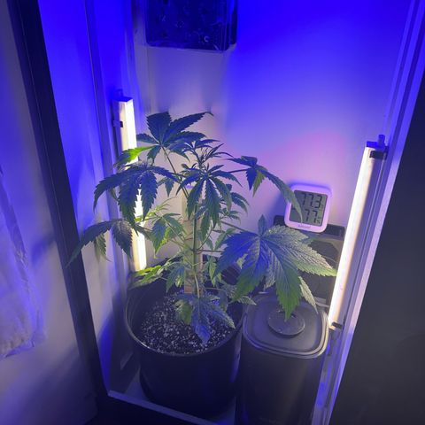 Godzilla Cookies II growlog timeline photo