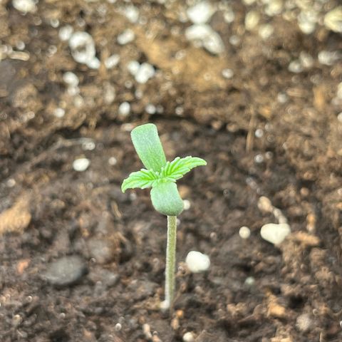 White Widow Auto growlog timeline photo