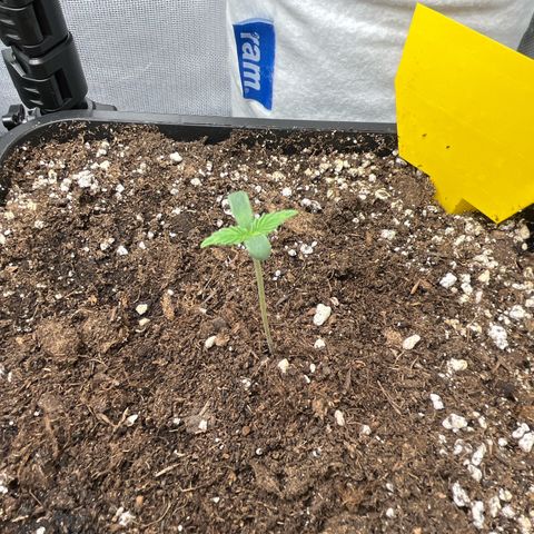 White Widow Auto growlog timeline photo
