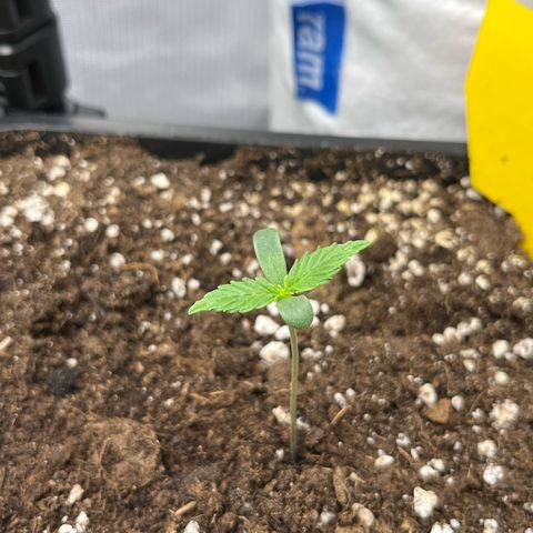 White Widow Auto growlog timeline photo