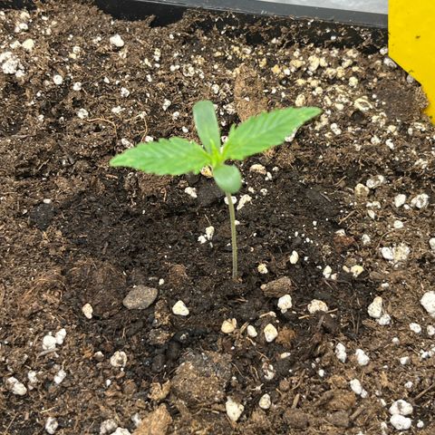 White Widow Auto growlog timeline photo