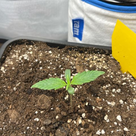 White Widow Auto growlog timeline photo