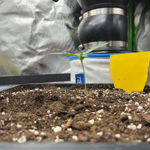 White Widow Auto growlog timeline photo