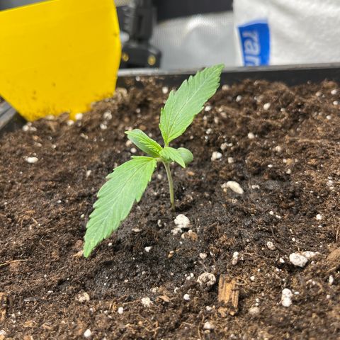 White Widow Auto growlog timeline photo