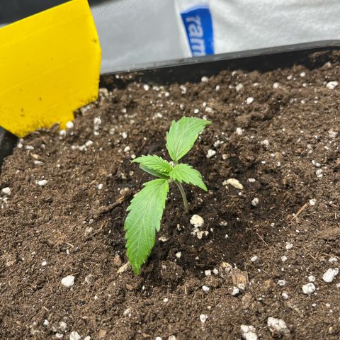White Widow Auto growlog timeline photo