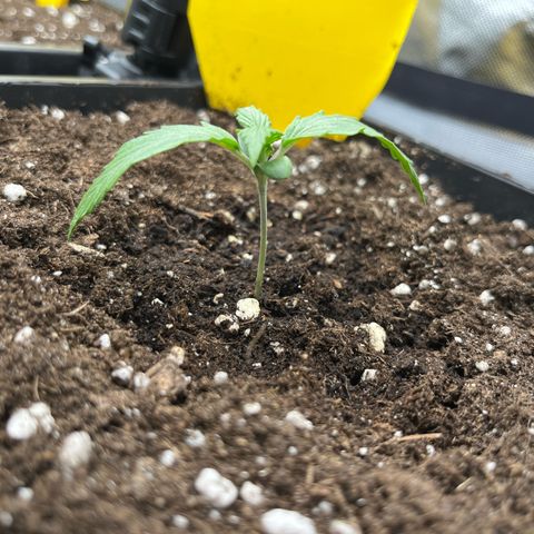 White Widow Auto growlog timeline photo