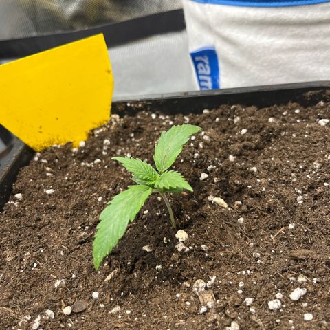 White Widow Auto growlog timeline photo