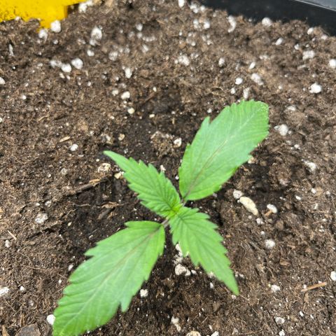 White Widow Auto growlog timeline photo