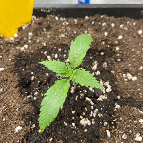 White Widow Auto growlog timeline photo