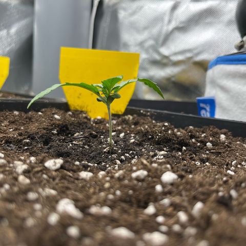 White Widow Auto growlog timeline photo