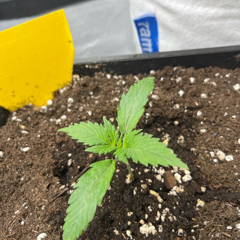 White Widow Auto growlog timeline photo