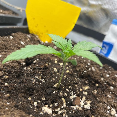 White Widow Auto growlog timeline photo