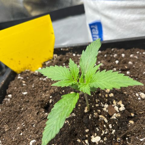 White Widow Auto growlog timeline photo