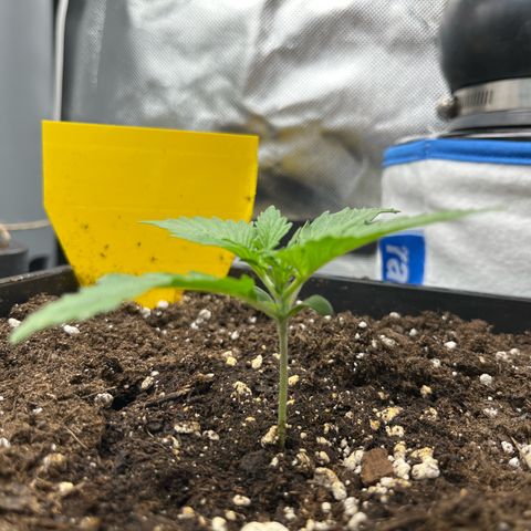 White Widow Auto growlog timeline photo