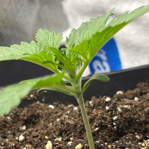 White Widow Auto growlog timeline photo