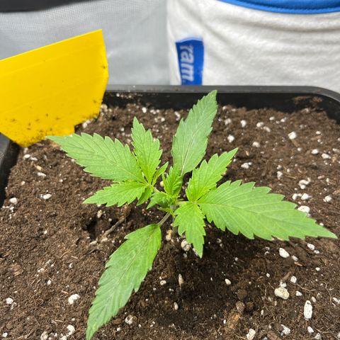 White Widow Auto growlog timeline photo
