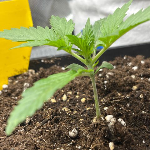 White Widow Auto growlog timeline photo