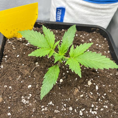 White Widow Auto growlog timeline photo