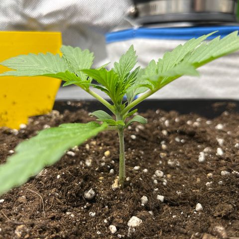 White Widow Auto growlog timeline photo