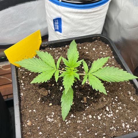 White Widow Auto growlog timeline photo