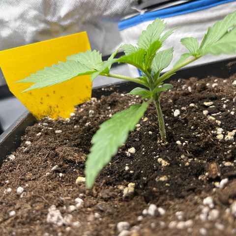 White Widow Auto growlog timeline photo